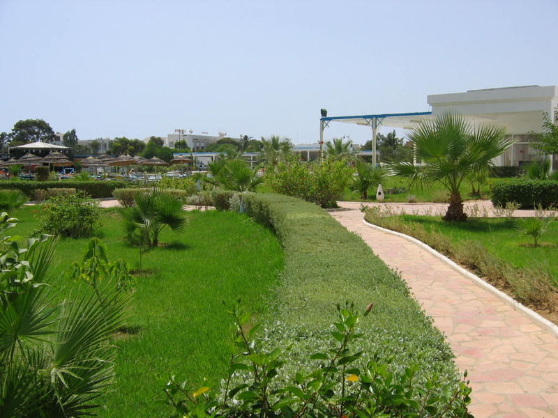 Cyclamens Mechmoum And Hotel Hammamet