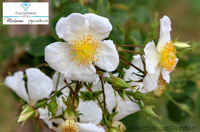 Cyclamens Mechmoum And 3* Hammamet